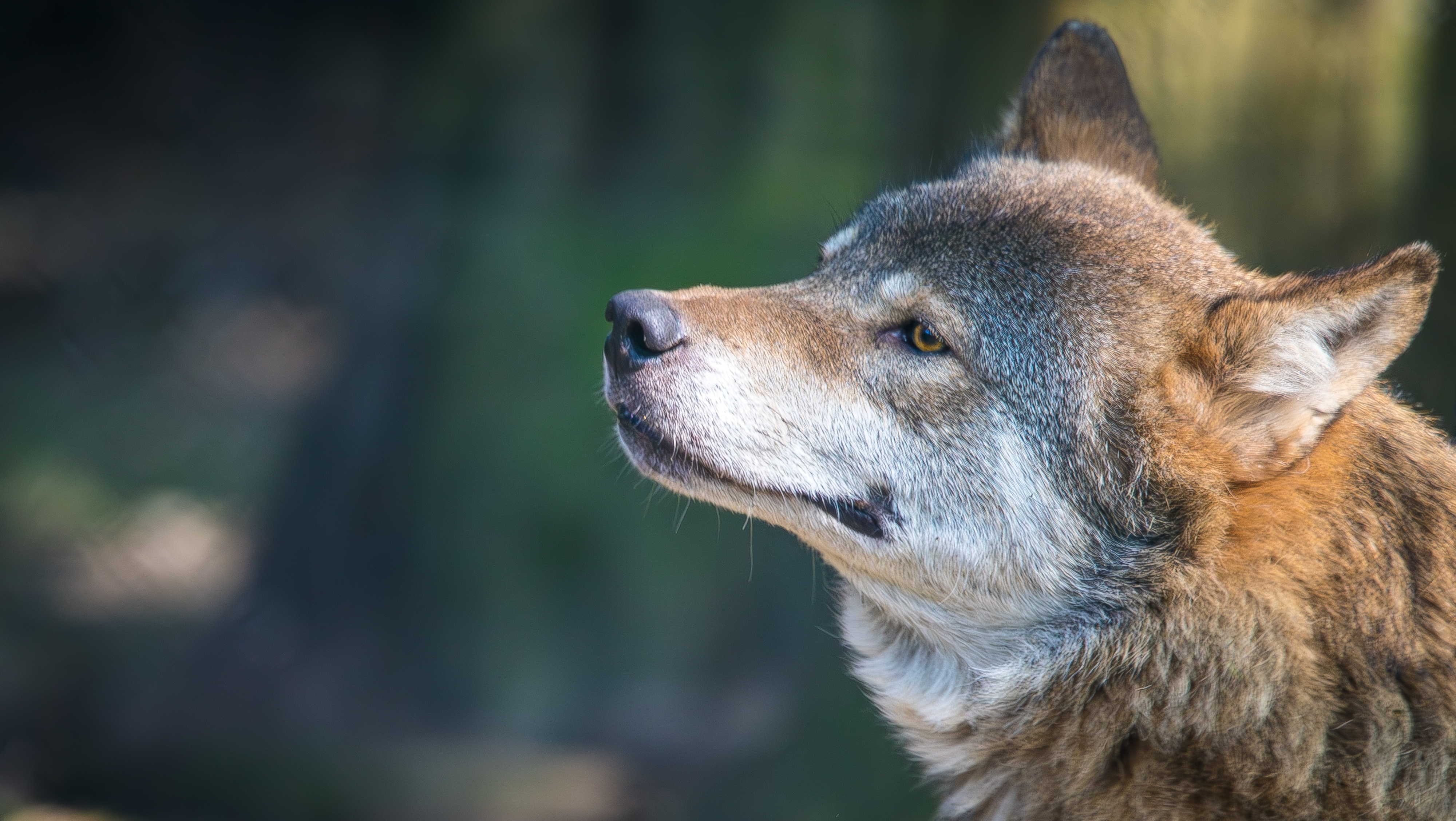 In wolf yn it wyld yn Nederlân