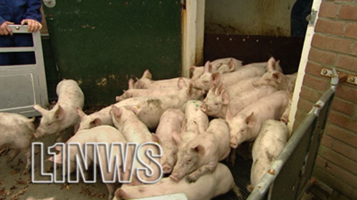 Megastal Grubbenvorst gaat door