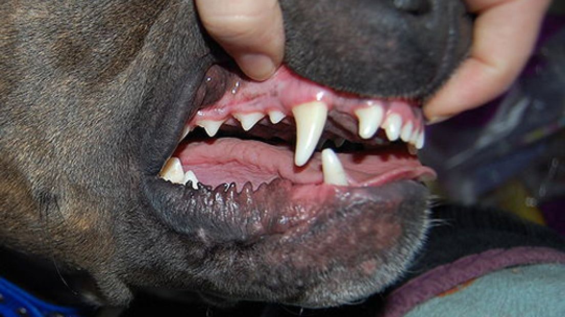 Dierenkliniek waarschuwt voor hondenvirus