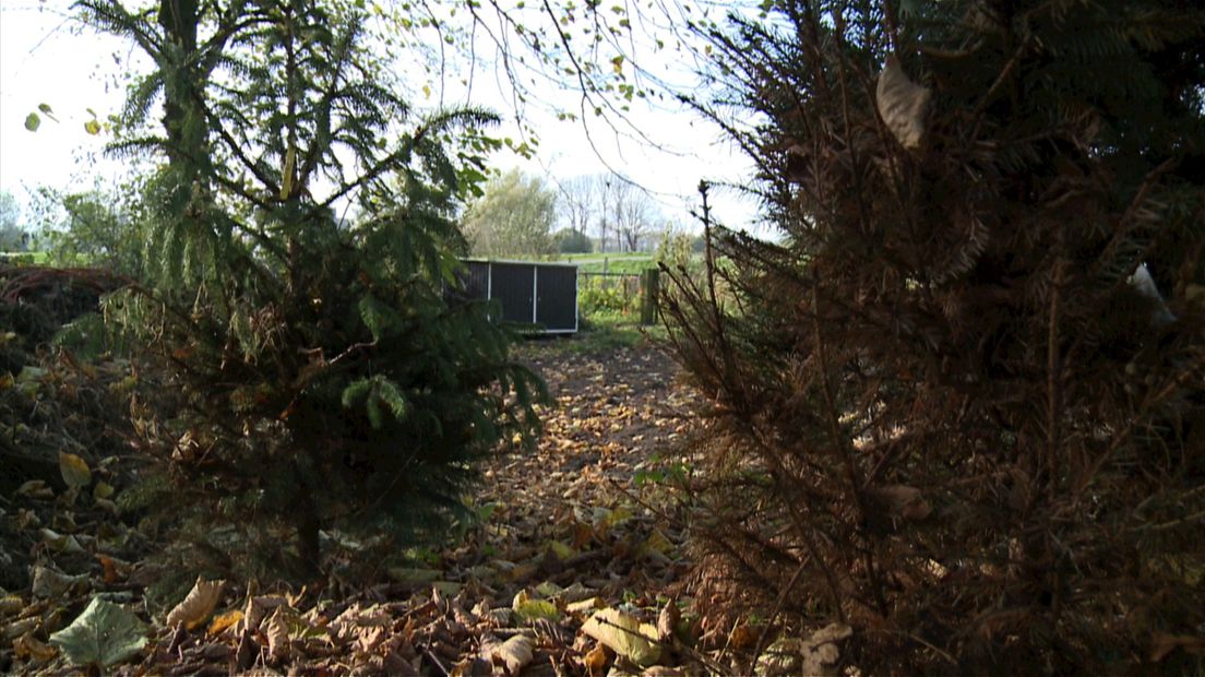 111 kerstbomen krijgen dit jaar een tweede kans in het kerstbomenasiel in Zwolle