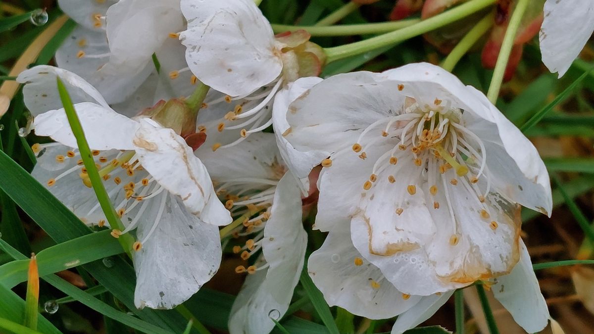 Limburg Kiekt: Wanssum, Horn, Ransdaal en...