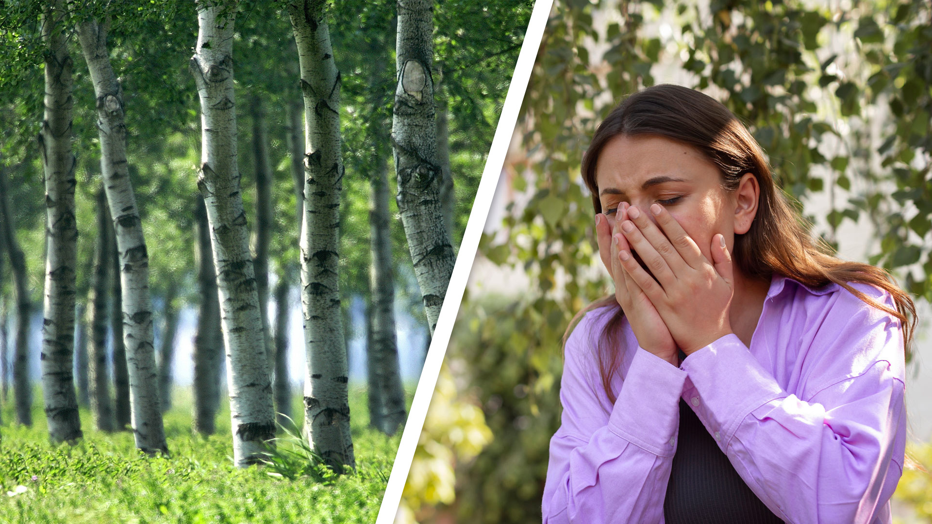 De berk zorgt voor hooikoortsklachten bij paasbrunch