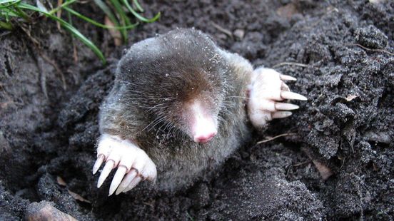 Natuurvraag: Tuin wordt verwoest door mollen, wat moet je doen? Home