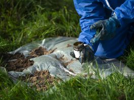 Onderzoek naar vreemde stoffen in Natura 2000-gebieden, onder meer vlak bij lelieteelt