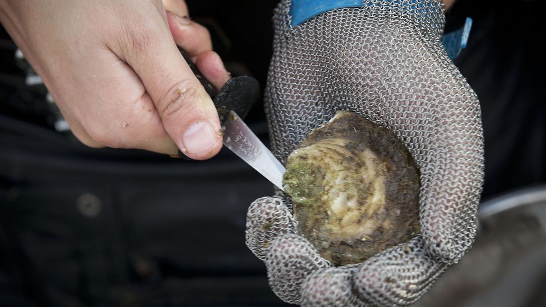 Een oester uit de Grevelingen