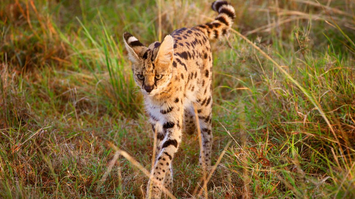 Video: Zó ontsnapte de serval uit verblijf in Herkenbosch