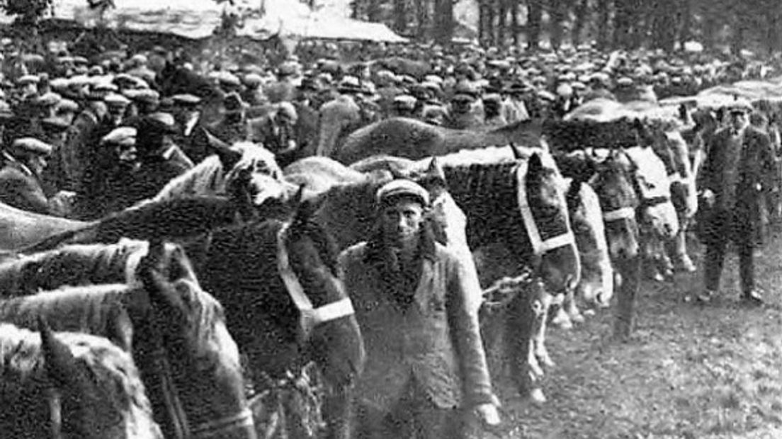 Bijna 1500 'rossinanten', paarden op de Zuidlaardermarkt, 1933 (Het Noorden in Woord en Beeld 1933, bron: Delpher, met dank aan Harry Perton)