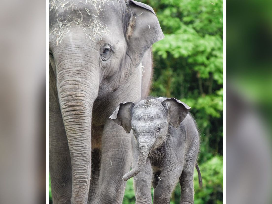 Het baby-olifantje in Diergaarde Blijdorp
