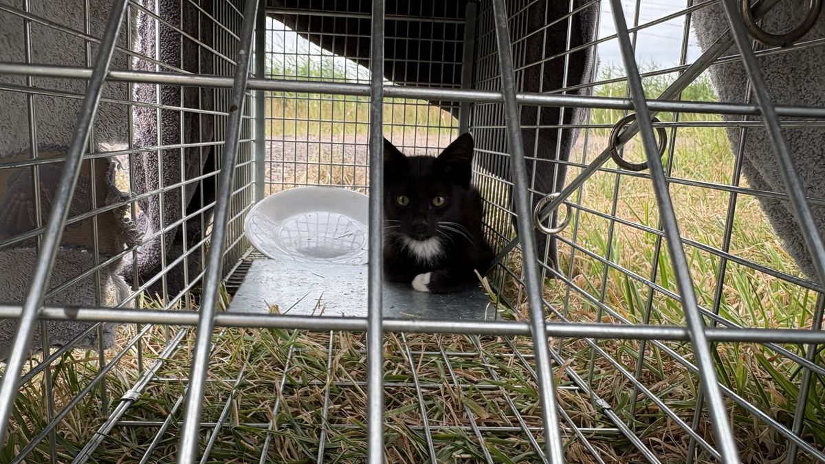 Kittens en moederkat houden treinverkeer bij Meppel op: 'Wil ze wel adopteren als ze geen chip hebbe