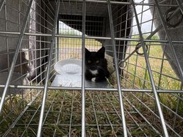 Kittens en moederkat houden treinverkeer bij Meppel op: 'Wil ze wel adopteren als ze geen chip hebben'