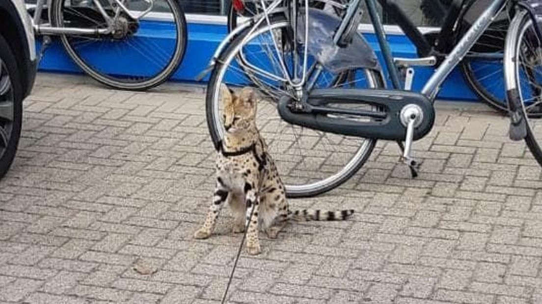 Opnieuw is een Serval vermist. Over het houden van de Afrikaanse Savannekat bestaat discussie.