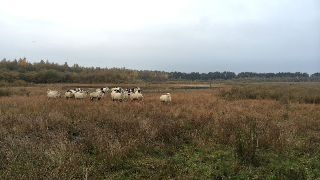 Schapen zorgen voor natuurbeheer op het Lentscheveld (Rechten: Serge Vinkenvleugel / RTV Drenthe)