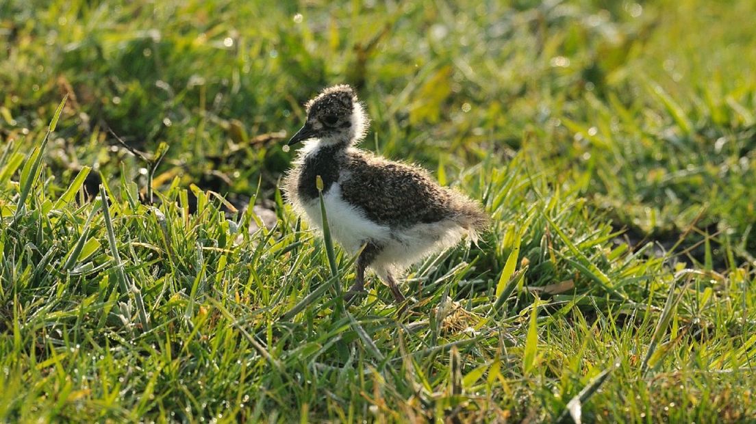 Gemiddeld zeventig procent van de nesten moet uitkomen om het aantal kieviten op peil te houden