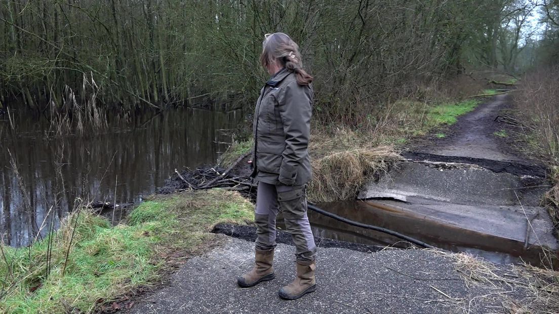 Bevers draaien aan de knoppen in Hart van Drenthe