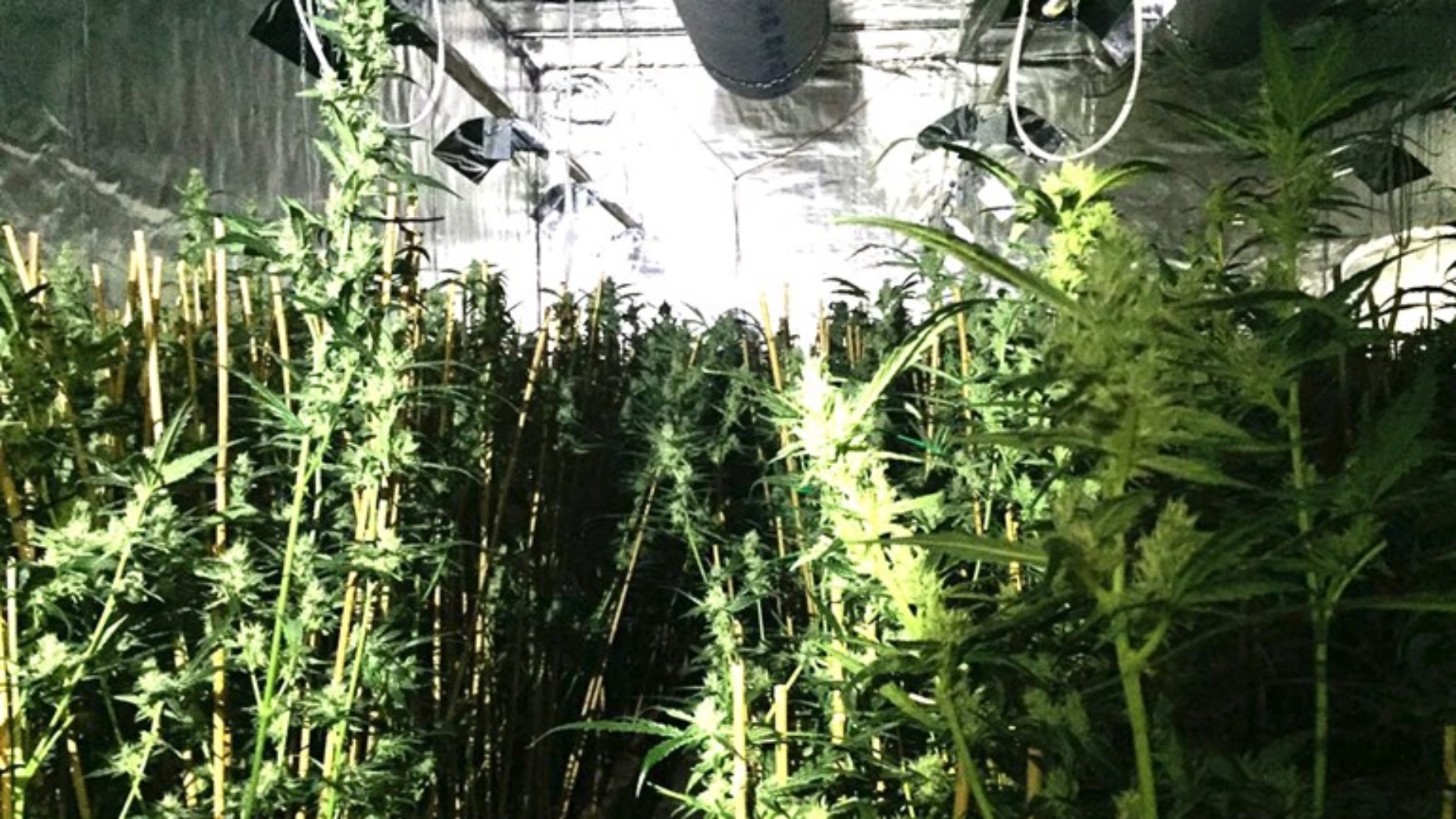 Een voorbeeld van een hennepkwekerij ergens in het Ommeland