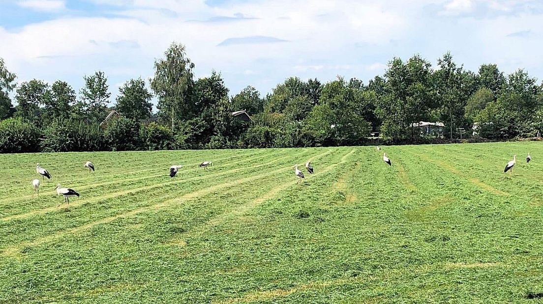 Een geliefde plek voor ooievaars: Den Ham