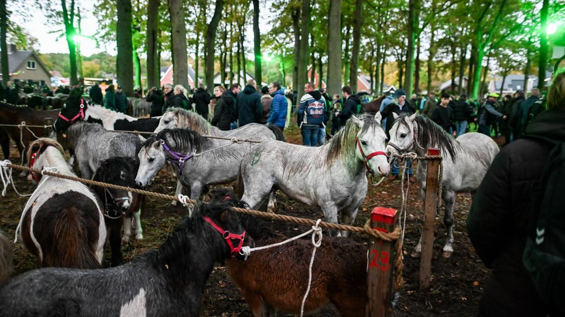 Paarden op de Zuidlaardermarkt