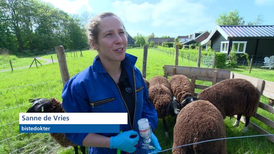 Eerste vaccins tegen blauwtong bij schapen gezet