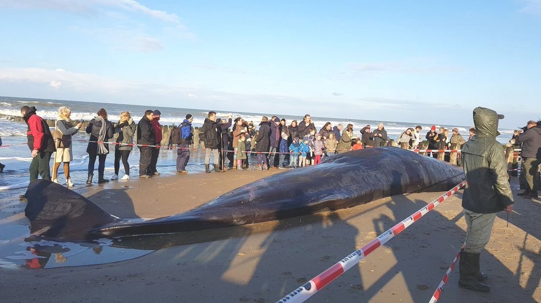 Potvis gestrand bij Domburg