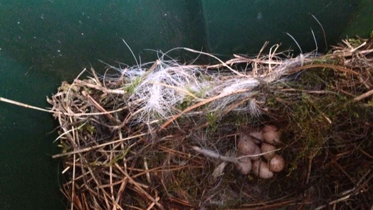 Vogeltje nestelt zich in brievenbus in Zuidbroek