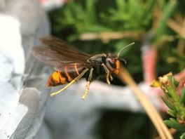 Aziatische hoornaar opgedoken in regio Eemland: 'Je kunt er eigenlijk niets tegen doen'