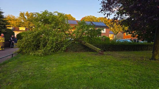 Boom valt op twee auto's