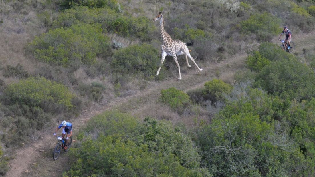 Gerben Mos wordt op de hielen gezeten door een giraffe (Rechten:www.zcmc.co.za)