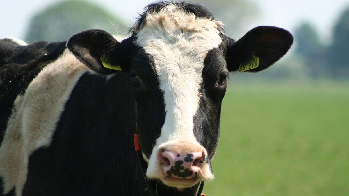 Onderzoek wijst uit: wolvenaanval Wapserveen niet uitgesloten
