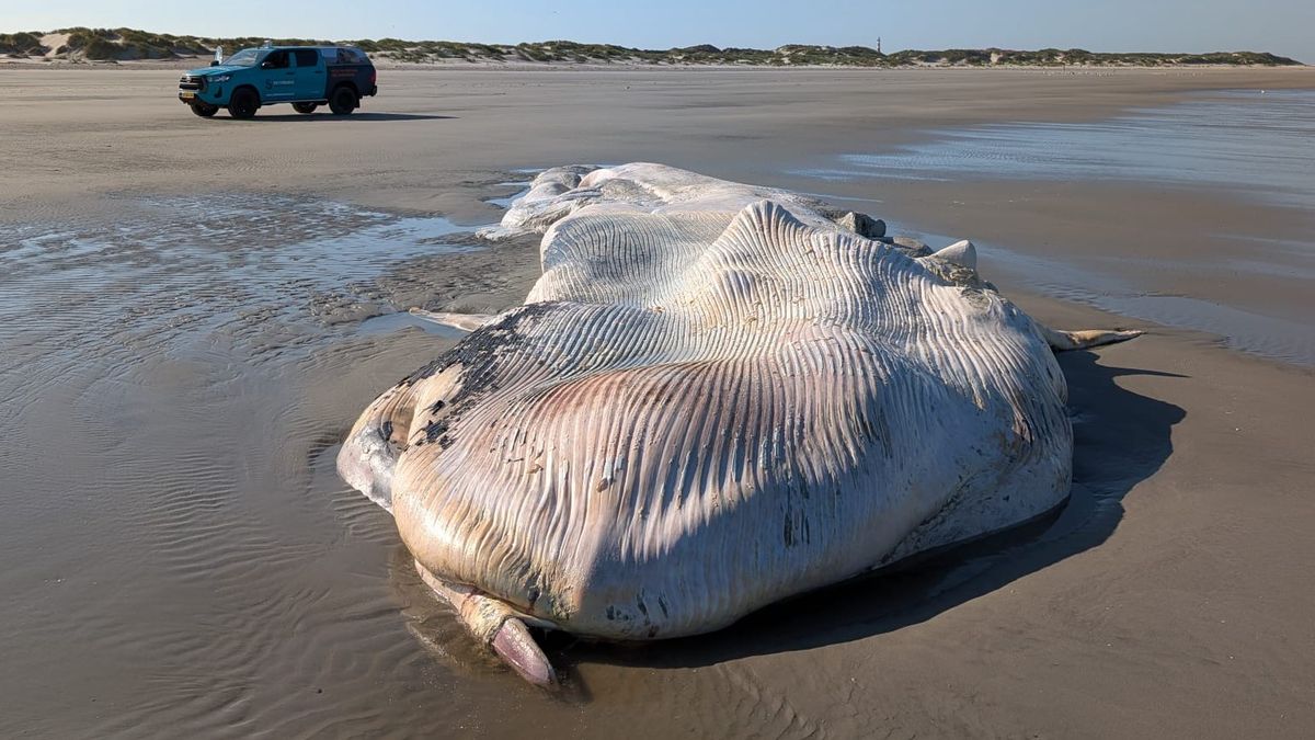 Waarom de dode vinvis op Ameland ondanks de stank niet wordt weggehaald