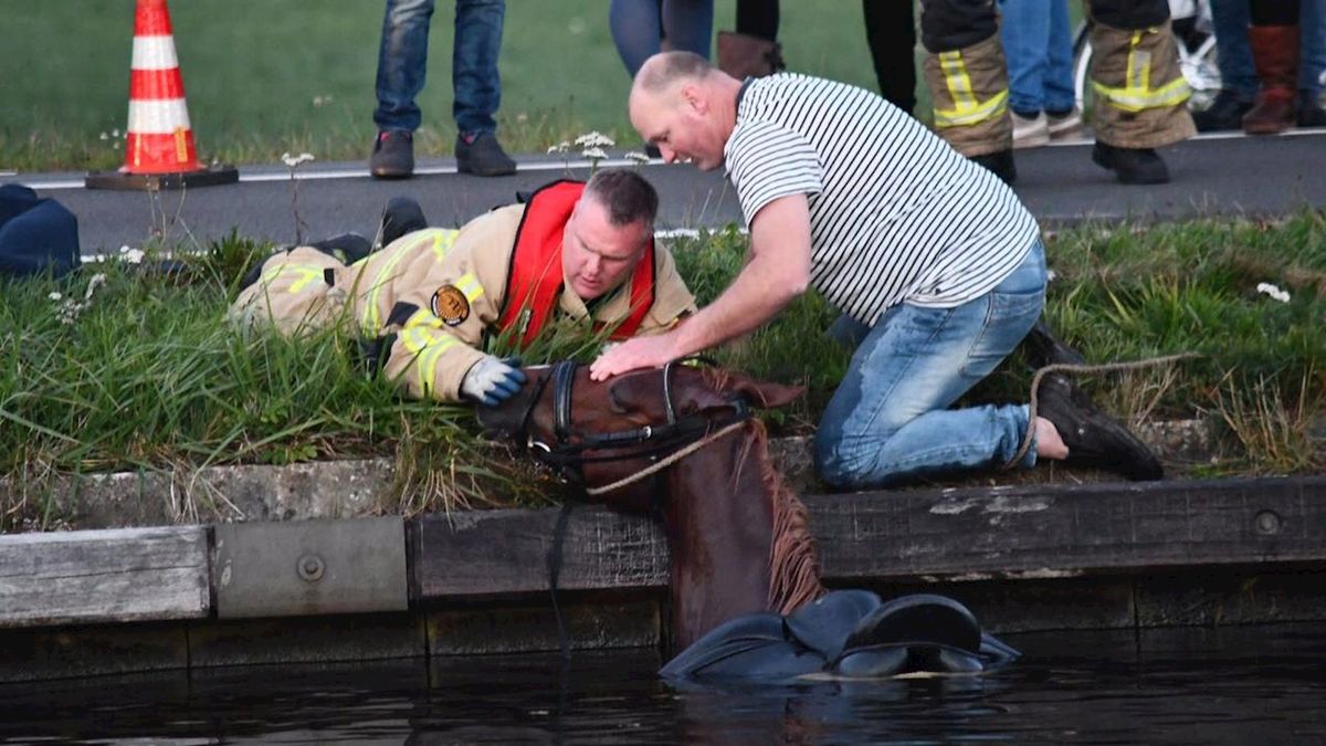 Paard schrikt en springt met ruiter en al kanaal in Daarlerveen in