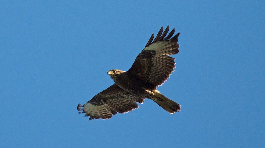 De gemeente Raalte waarschuwt voor een agressieve buizerd