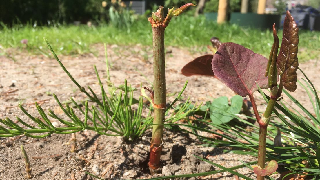 De Japanse Duizendknoop is een hardnekkige woekerplant.