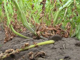 Rechtszaak tegen WMD Drinkwater over droogteschade bij boeren