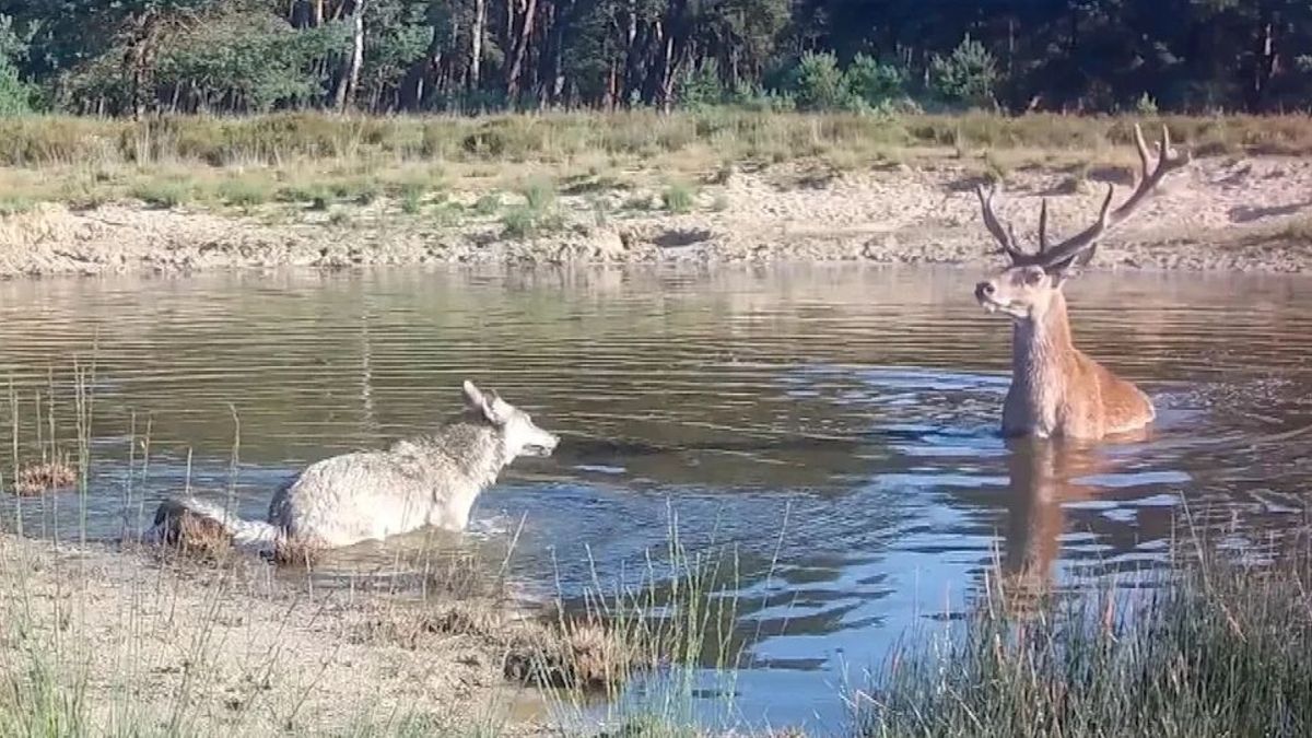 Wilde dieren op de Veluwe gedragen zich natuurlijker door de komst van de wolf