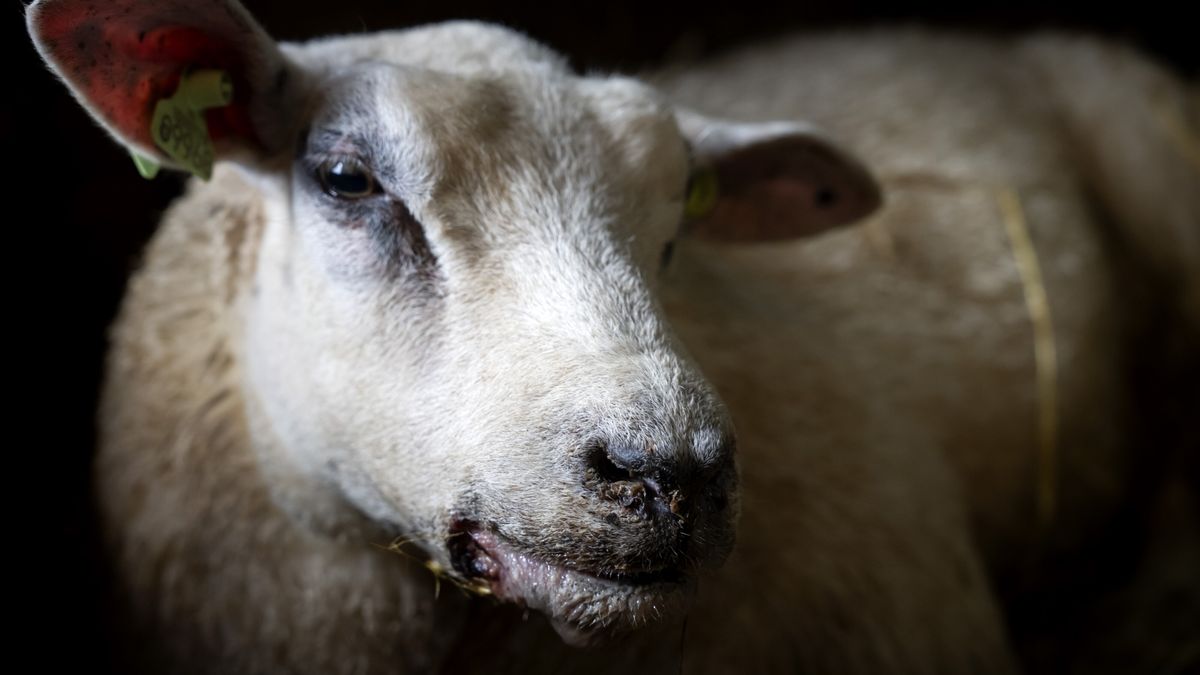 Bluetongue Outbreak in Netherlands: Veterinarian Warns of Potential Spread to Drenthe