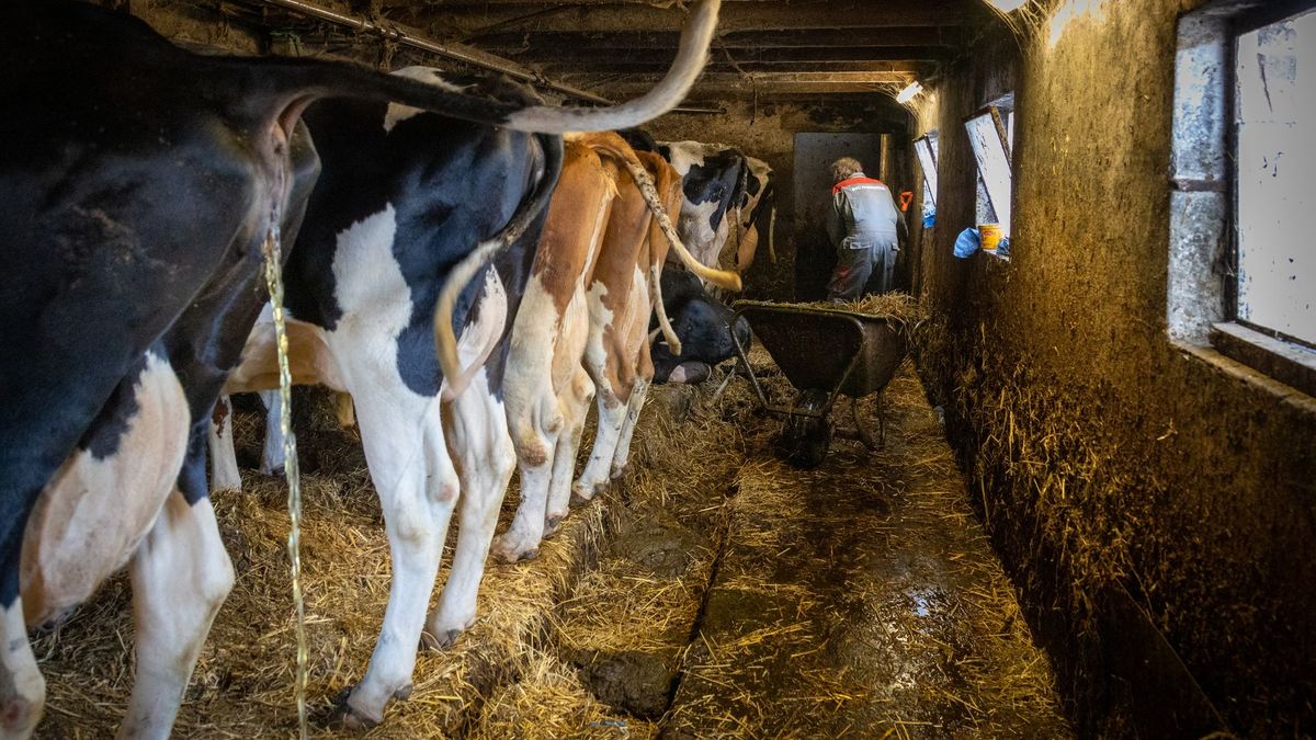 Op de Gruppe: fotoserie over traditioneel boeren levert Alex Witteveen predicaat Bonds Meester Klass