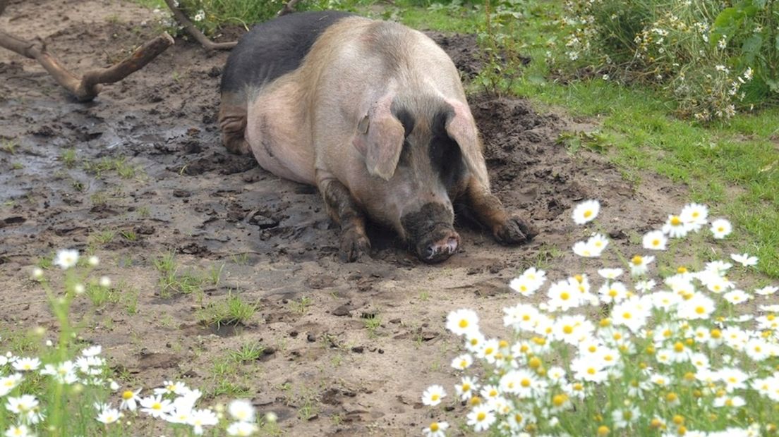 Barbeque voor varkens