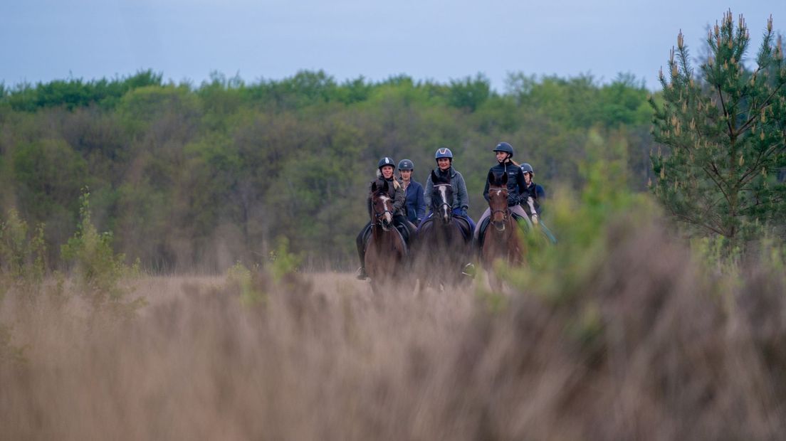 Dauwtrappen met paard in Grolloërveen
