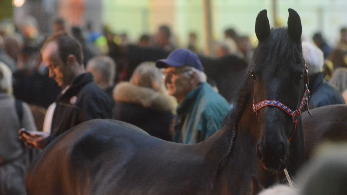 Een paard op de Zuidlaardermarkt (Rechten: RTV Drenthe/Jeroen Kelderman)