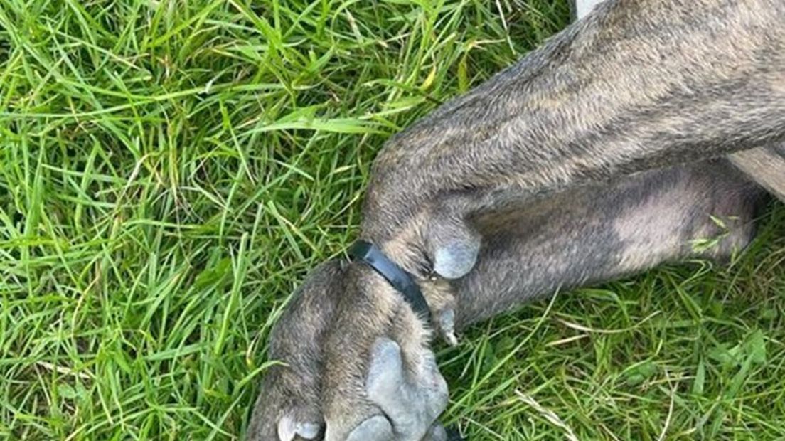 Dode hond in Zwolle gevonden met vastgebonden voorpoten