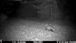Razendsnel achteruit: das snelt voorbij de wildcamera