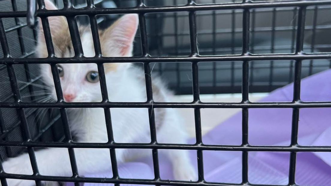 Kitten mishandeld