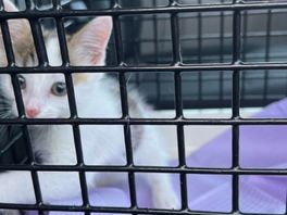 Kitten in beslag genomen na mishandeling op Badstrand