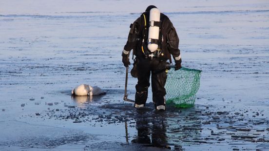 Brandweer redt vastgevroren zwanen