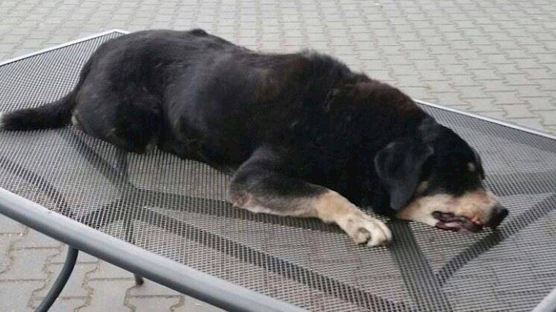 Politie zoekt getuigen mishandeling hond