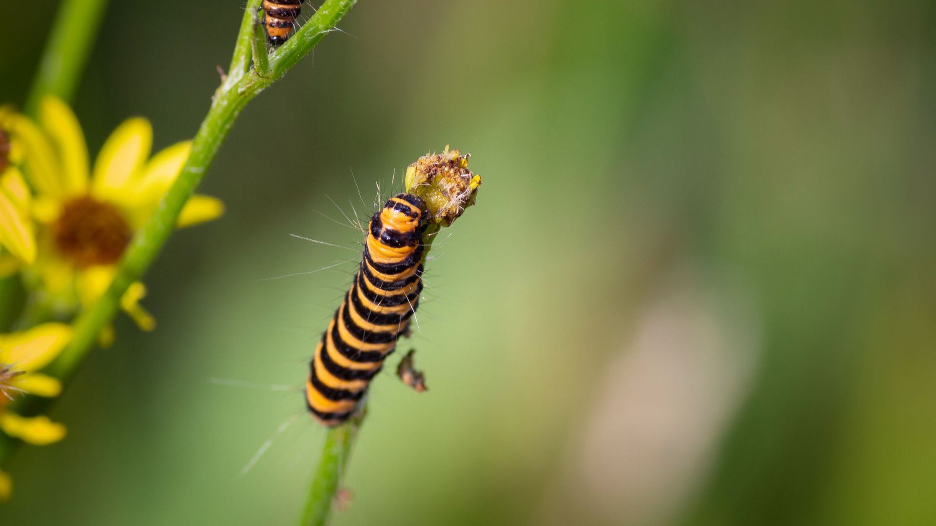 Door minder te maaien, verhoogt de biodiversiteit.