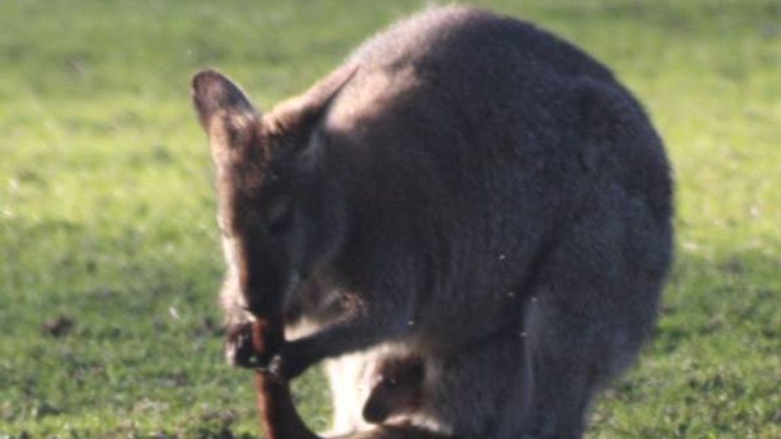 Wallaby Ascha en de baby-wallaby (Rechten: Astrid Ottes)