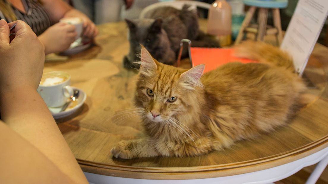 De katten zitten gewoon op tafel, als ze daar zin in hebben (Rechten: Robbert Oosting / RTV Drenthe)