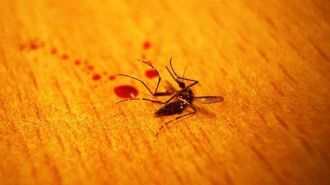 Wageningen Universiteit heeft al honderden dode muggen binnen