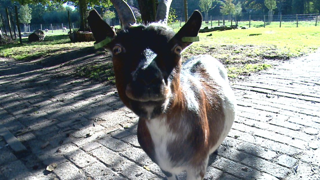 De kinderboerderij heeft liever niet meer dat bezoekers de dieren voeren